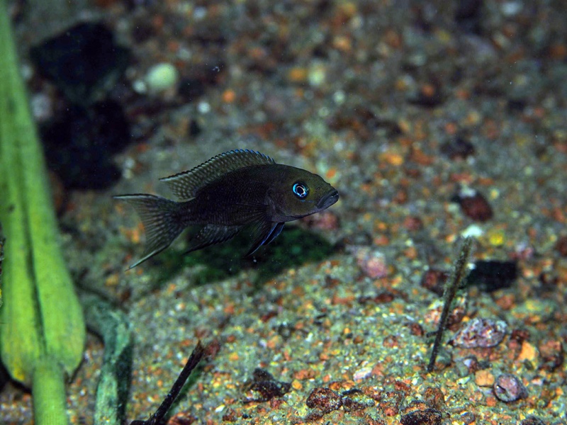 Neolamprologus sp. 'cygnus' Katondo Point